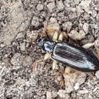 Homotrysis sp. (genus) (Darkling beetle) at Bruce, ACT - 31 Mar 2021 by trevorpreston