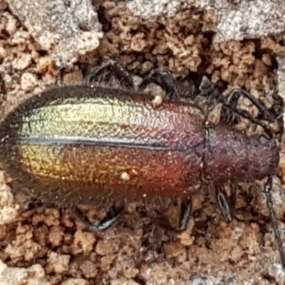 Lagriini sp. (tribe) (Unidentified lagriine darkling beetle) at Bruce, ACT - 31 Mar 2021 by trevorpreston