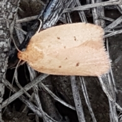 Garrha rubella (A Concealer moth) at Bruce, ACT - 31 Mar 2021 by trevorpreston