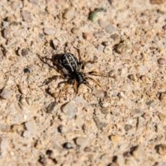 Zodariidae (family) (Ant spider or Spotted ground spider) at Chapman, ACT - 26 Mar 2021 by SWishart