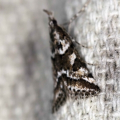 Phanomorpha dapsilis at O'Connor, ACT - 29 Mar 2021