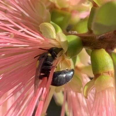 Hylaeus (Euprosopoides) perplexus at Murrumbateman, NSW - 31 Mar 2021 by SimoneC