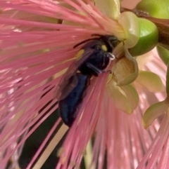 Hylaeus (Euprosopoides) perplexus at Murrumbateman, NSW - 31 Mar 2021