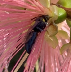 Hylaeus (Euprosopoides) perplexus at Murrumbateman, NSW - 31 Mar 2021 05:09 PM