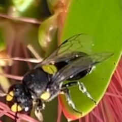 Hylaeus (Euprosopoides) perplexus at Murrumbateman, NSW - 31 Mar 2021 05:09 PM