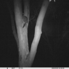 Trichosurus vulpecula (Common Brushtail Possum) at Monitoring Site 001 - Riparian - 1 Mar 2020 by DMeco