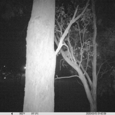 Trichosurus vulpecula (Common Brushtail Possum) at Monitoring Site 022 - Road - 12 Mar 2020 by DMeco