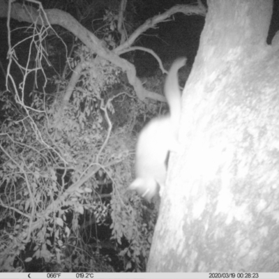 Trichosurus vulpecula (Common Brushtail Possum) at Albury - 18 Mar 2020 by DMeco