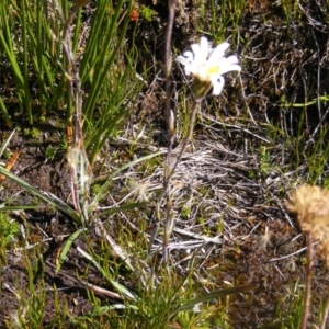 Celmisia sp. Pulchella (M.Gray & C.Totterdell 7079) Australian National Herbarium at Cotter River, ACT - 30 Mar 2021