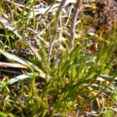 Celmisia sp. Pulchella (M.Gray & C.Totterdell 7079) Australian National Herbarium at Cotter River, ACT - 30 Mar 2021