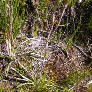 Celmisia sp. Pulchella (M.Gray & C.Totterdell 7079) Australian National Herbarium at Cotter River, ACT - 30 Mar 2021