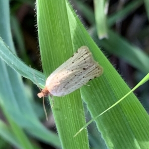 Fuscicepsana undescribed species at Murrumbateman, NSW - 29 Mar 2021