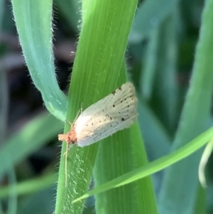 Fuscicepsana undescribed species at Murrumbateman, NSW - 29 Mar 2021