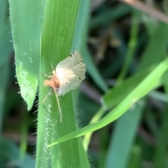 Fuscicepsana undescribed species at Murrumbateman, NSW - 29 Mar 2021