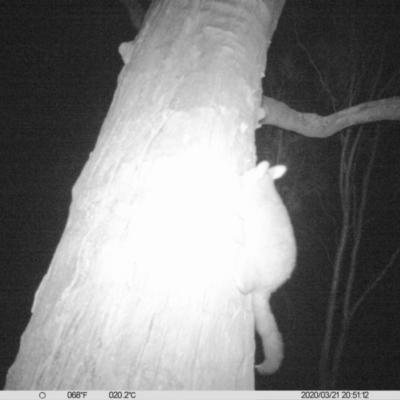 Trichosurus vulpecula (Common Brushtail Possum) at Table Top, NSW - 21 Mar 2020 by DMeco
