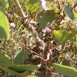 Papyrius sp (undescribed) at Symonston, ACT - 31 Mar 2021