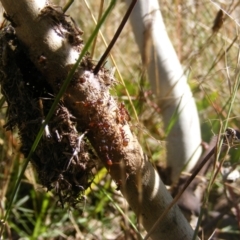 Papyrius sp (undescribed) at Symonston, ACT - 31 Mar 2021