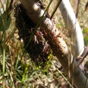 Papyrius sp (undescribed) at Symonston, ACT - 31 Mar 2021