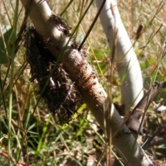 Papyrius sp (undescribed) at Symonston, ACT - 31 Mar 2021