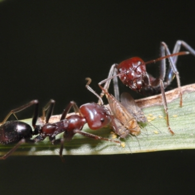 Psyllidae sp. (family) (Unidentified psyllid or lerp insect) at ANBG - 30 Mar 2021 by TimL