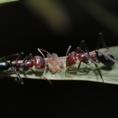 Psyllidae sp. (family) at Acton, ACT - 30 Mar 2021