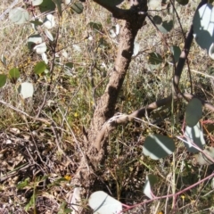 Papyrius sp. (genus) (A Coconut Ant) at Symonston, ACT - 31 Mar 2021 by MichaelMulvaney