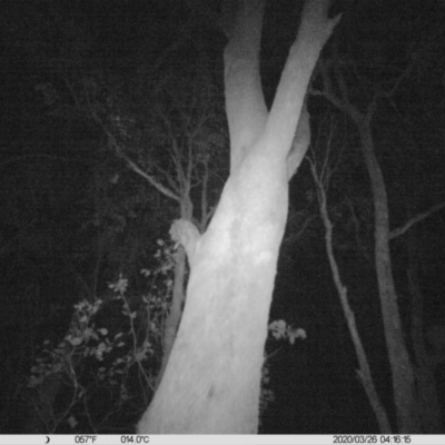 Trichosurus vulpecula (Common Brushtail Possum) at Ettamogah, NSW - 25 Mar 2020 by DMeco