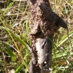 Papyrius sp (undescribed) at Symonston, ACT - 31 Mar 2021