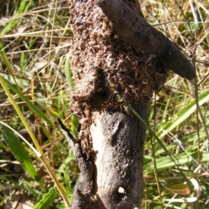 Papyrius sp (undescribed) at Symonston, ACT - 31 Mar 2021