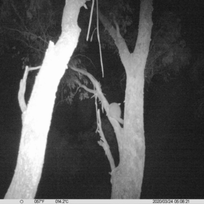Trichosurus vulpecula (Common Brushtail Possum) at Table Top, NSW - 23 Mar 2020 by DMeco