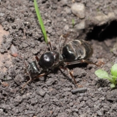 Iridomyrmex purpureus (Meat Ant) at Downer, ACT - 28 Mar 2021 by TimL