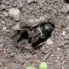 Iridomyrmex purpureus at Downer, ACT - 28 Mar 2021