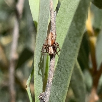 Oxyopes sp. (genus) (Lynx spider) at Murrumbateman, NSW - 25 Mar 2021 by SimoneC