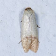 Tachystola stenoptera (Chezela Group) at Melba, ACT - 27 Mar 2021 by kasiaaus