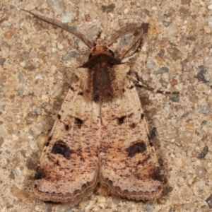 Agrotis porphyricollis at Melba, ACT - 27 Mar 2021