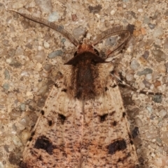 Agrotis porphyricollis at Melba, ACT - 27 Mar 2021