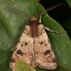 Agrotis porphyricollis at Melba, ACT - 27 Mar 2021 01:31 AM