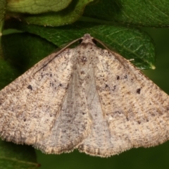 Amelora anepiscepta (Reddish Cape-moth (Ennominae)) at Melba, ACT - 27 Mar 2021 by kasiaaus