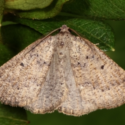 Amelora anepiscepta (Reddish Cape-moth (Ennominae)) at Melba, ACT - 27 Mar 2021 by kasiaaus