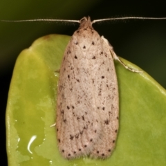 Stictochila sarcoptera at Melba, ACT - 27 Mar 2021 by kasiaaus