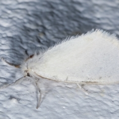 Acyphas (genus) (Lymantriinae, Erebidae) at Melba, ACT - 27 Mar 2021 by kasiaaus