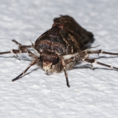 Agrotis porphyricollis at Melba, ACT - 28 Mar 2021 09:51 PM