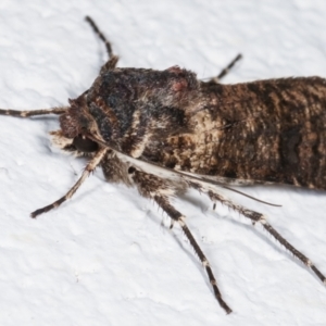 Agrotis porphyricollis at Melba, ACT - 28 Mar 2021 09:51 PM