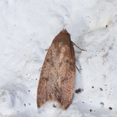 Tachystola acroxantha (A Concealer moth) at Melba, ACT - 27 Mar 2021 by kasiaaus