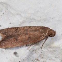 Tachystola acroxantha at Melba, ACT - 28 Mar 2021