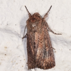 Diarsia intermixta (Chevron Cutworm, Orange Peel Moth.) at Melba, ACT - 28 Mar 2021 by kasiaaus