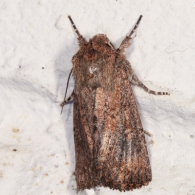 Diarsia intermixta (Chevron Cutworm, Orange Peel Moth.) at Melba, ACT - 27 Mar 2021 by kasiaaus