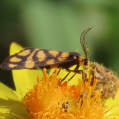 Asura lydia (Lydia Lichen Moth) at Acton, ACT - 31 Mar 2021 by RodDeb