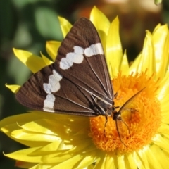 Nyctemera amicus (Senecio Moth, Magpie Moth, Cineraria Moth) at Acton, ACT - 31 Mar 2021 by RodDeb