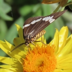 Nyctemera amicus at Acton, ACT - 31 Mar 2021 11:20 AM